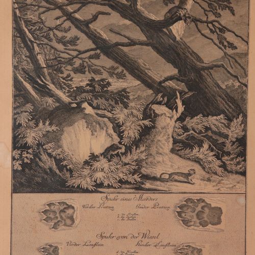 Ridinger, Johann Elias - Jagdbare Tiere 7 p., gravures sur cuivre de Joh. El. Ri&hellip;