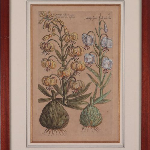 Botanik - Sweerts, Emanuel 3 p., col. Engravings v. Sweertius (Emanuel Sweerts, &hellip;
