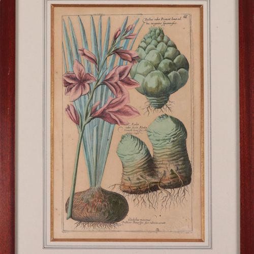Botanik - Sweerts, Emanuel 3 p., col.Sweertius（Emanuel Sweerts，1552-1612）的版画，来自他&hellip;