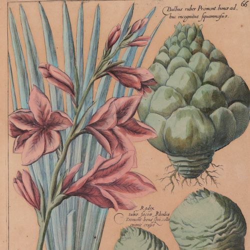 Botanik - Sweerts, Emanuel 3 p., coloriées. Gravures sur cuivre de Sweertius (Em&hellip;