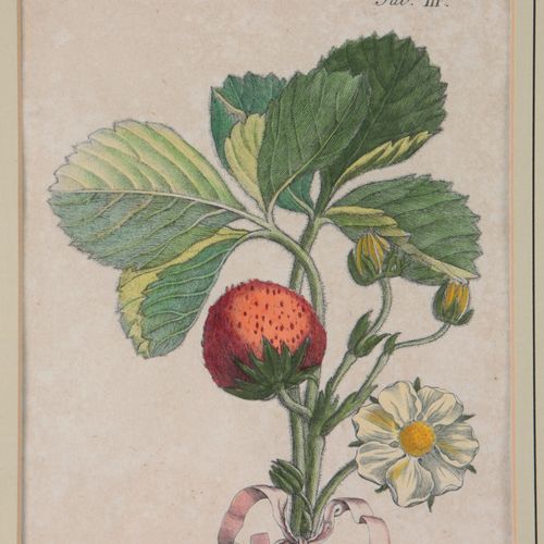 Botanik - Früchte 2 pcs., coloriage ancien. Gravures sur cuivre vers 1800, dont &hellip;