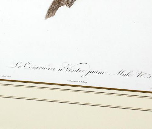 Null Le couroucou, oiseau tropical, gravure, vers 1800, dessin Barraband, 33 x 7&hellip;