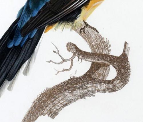 Null Le couroucou, oiseau tropical, gravure, vers 1800, dessin Barraband, 33 x 7&hellip;