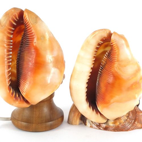 Null 两个意大利海螺壳，包括一个雕刻着墨丘利手持仙人掌，一个底座雕刻着Ricordo di Napoli，最大的一个总高18.5厘米 - 实时竞价请访问ww&hellip;