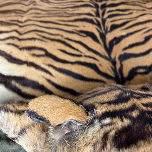 Null A LARGE TAXIDERMY TIGER SKIN RUG CIRCA 1930, photo of rug beneath the famil&hellip;
