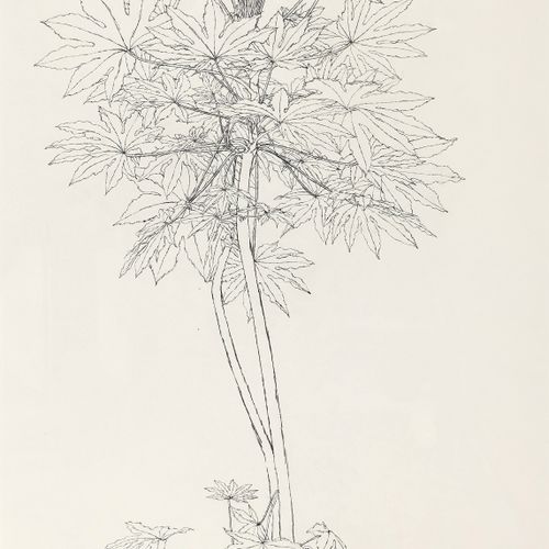 Sam Szafran "Plantes"
Crayon sur papier
1982
73,7 x 47,6 cm