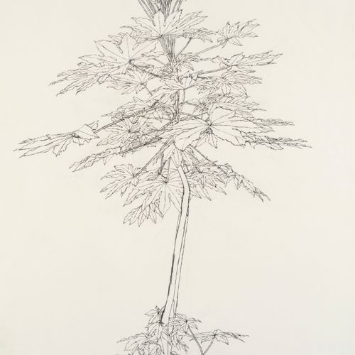 Sam Szafran "Plantes Aralias"
Crayon sur papier
1982
73,5 x 47 cm