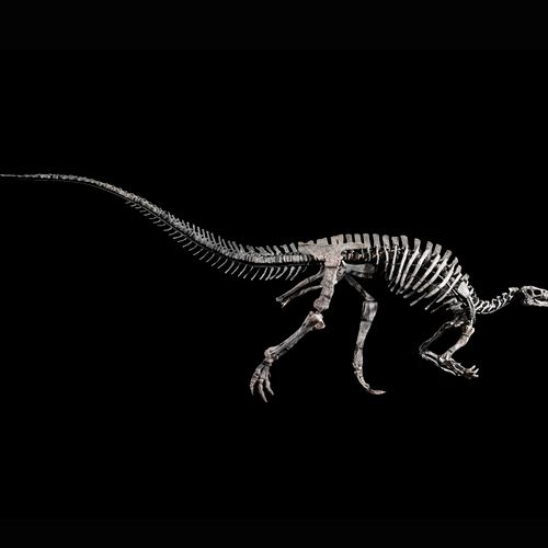 Null BARRY
Iguanodontia, Camptosaurus sp.
Morrison Formation
Tithonian, Upper Ju&hellip;