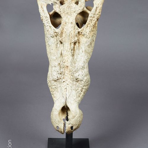 PAPOUASIE NOUVELLE GUINEE - SEPIK PAPUA NEW GUINEA - SEPIK 
 
Upper jaw of a cro&hellip;