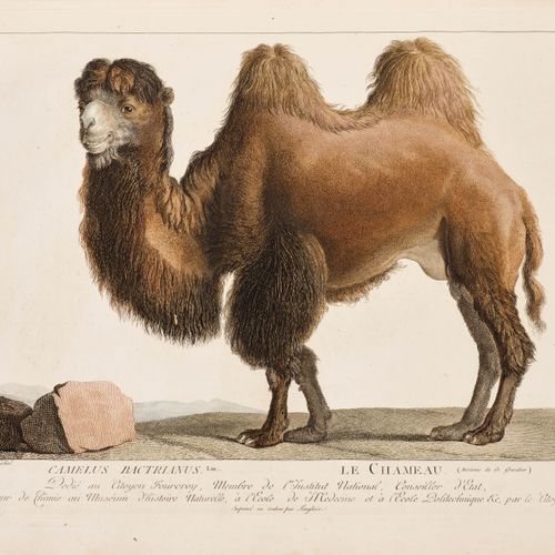 Null ZOOLOGIA -
Lacépède, B. G. E. U. G. Cuvier. 
 La Ménagerie du Museum d'Hist&hellip;