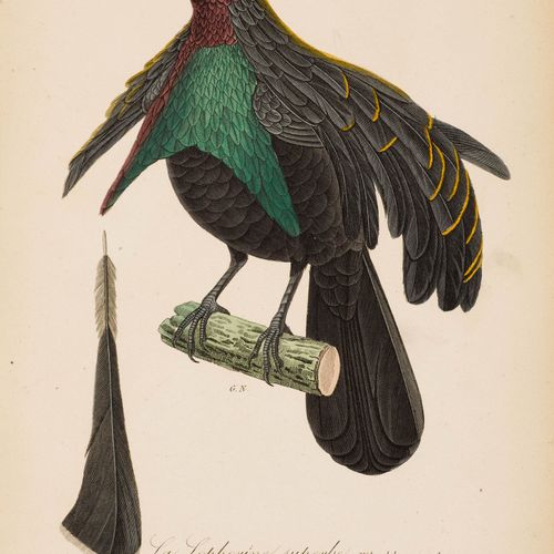 Null ZOOLOGIA - Ornitologia -
Lezione, R[ené].-P[rimevèr]. 
 Histoire naturelle &hellip;