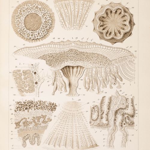 Null ZOOLOGÍA - Haeckel, Ernst -
Thomson, Wyville y John Murray (eds.). 
 Inform&hellip;