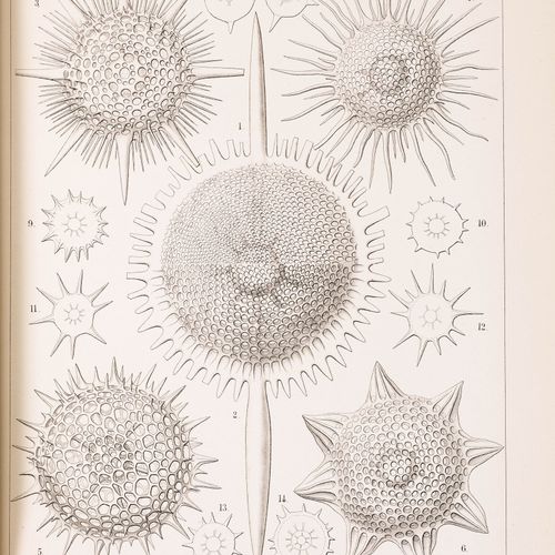 Null ZOOLOGY - Haeckel, Ernst -
Thomson, Wyville and John Murray (eds.). 
 Repor&hellip;