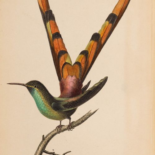 Null ZOOLOGY - Ornithology -
Lesson, René Primevère. 
 Histoire naturelle des oi&hellip;