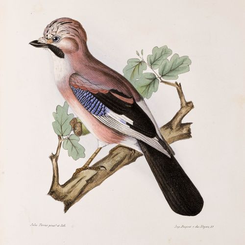 Null ZOOLOGIE - Ornithologie -
Magaud d'Aubusson, Louis.
Les oiseaux de la Franc&hellip;