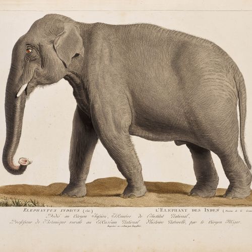 Null ZOOLOGIE -
Lacépède, B. G. E. U. G. Cuvier. 
 La Ménagerie du Musée d'Histo&hellip;