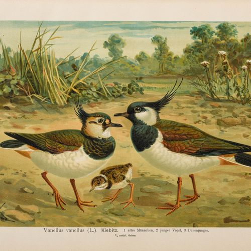 Null ZOOLOGY - Ornithology -
Naumann, [Johann Andreas]. 
 Natural history of the&hellip;