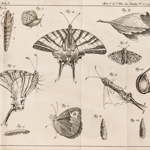 Null ZOOLOGIE - Entomologie -
Réaumur, René Antoine Ferchault de.
Mémoires pour &hellip;