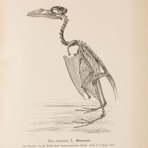 Null ZOOLOGIE - Ornithologie -
Naumann, [Johann Andreas]. 
 Naturgeschichte der &hellip;