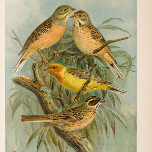 Null ZOOLOGIE - Ornithologie -
Naumann, [Johann Andreas]. 
 Naturgeschichte der &hellip;