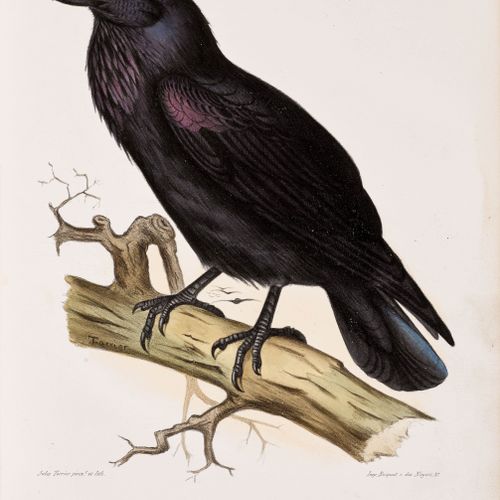 Null ZOOLOGY - Ornithology -
Magaud d'Aubusson, Louis.
Les oiseaux de la France.&hellip;