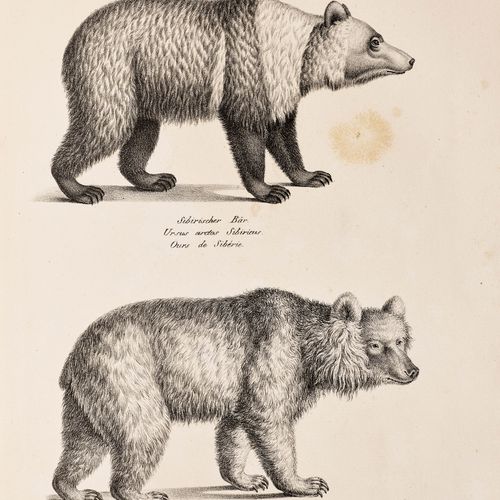 Null ZOOLOGIA - Brodtmann, Karl Joseph
Schinz, Heinrich Rudolf. 
 Storia natural&hellip;