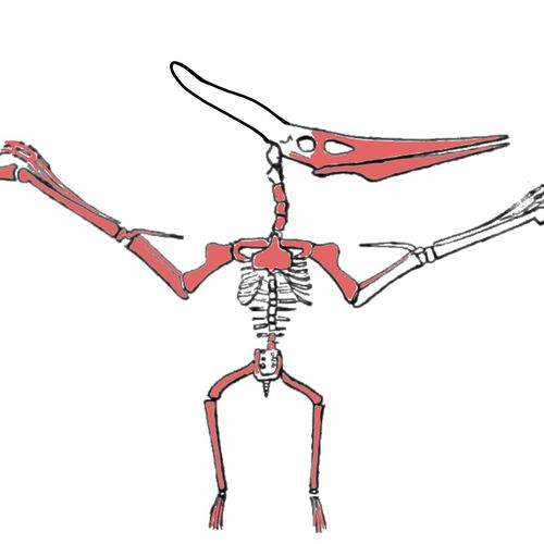 PTERANODON LONGICEPS全尺寸骨架的飞行姿势 美国堪萨斯州西部的Niobrara地区 上白垩纪，约7000-8500万年 翼展：302厘米 头骨&hellip;