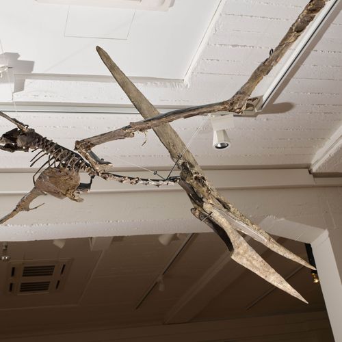 Null PTERANODON LONGICEPS全尺寸骨架的飞行姿势

美国堪萨斯州西部的Niobrara地区
上白垩纪，约7000-8500万年
翼展：30&hellip;