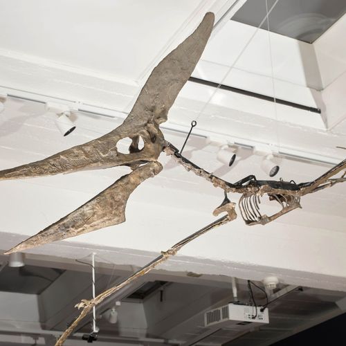 Null PTERANODON LONGICEPS全尺寸骨架的飞行姿势

美国堪萨斯州西部的Niobrara地区
上白垩纪，约7000-8500万年
翼展：30&hellip;