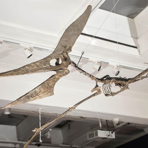 Null PTERANODON LONGICEPS ESQUELETO DE TAMAÑO COMPLETO EN POSICIÓN DE VUELO

Reg&hellip;