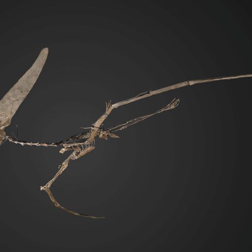PTERANODON LONGICEPS全尺寸骨架的飞行姿势 美国堪萨斯州西部的Niobrara地区 上白垩纪，约7000-8500万年 翼展：302厘米 头骨&hellip;