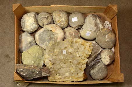 Null Lot avec oursins fossiles (France), quartz