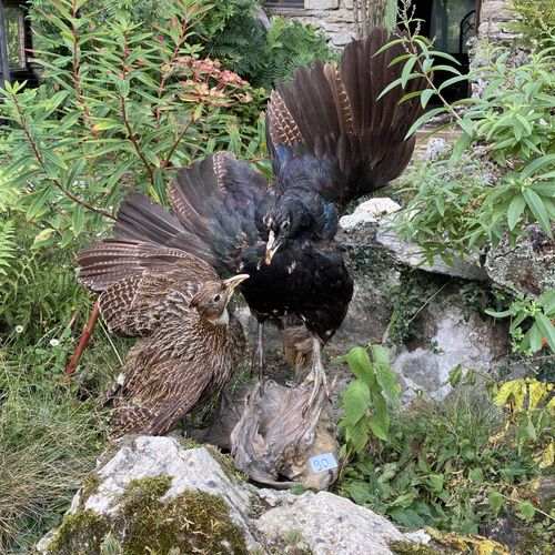 Null Couple de Lophofores Lophophorus impejanus) naturalisés. Sur socle. Hauteur&hellip;