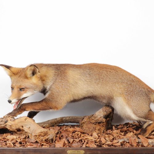 Null Renard roux (vulpes vulpes) en chasse, naturalisé, dans un décor automnal, &hellip;