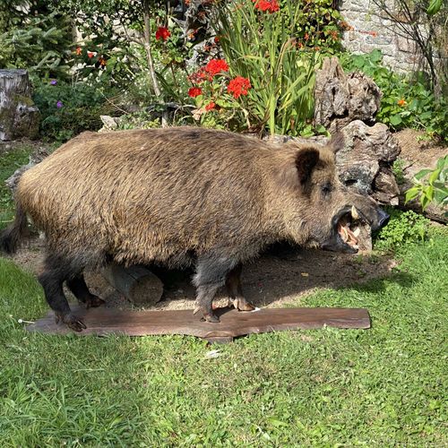 Null Sanglier (sus scrofa) naturalisé, gueule ouverte. Sur socle en chêne. 75 x &hellip;