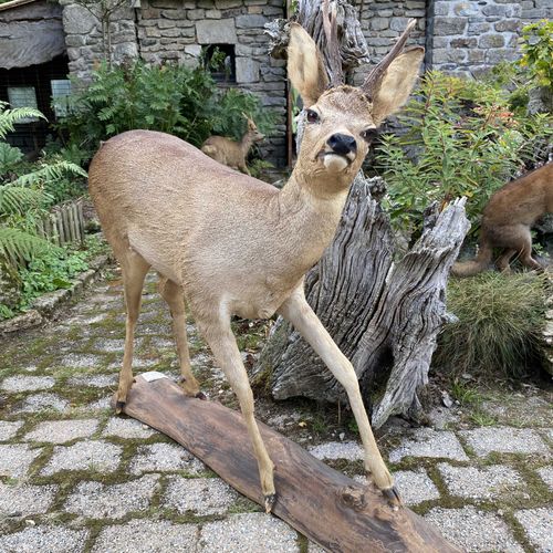 Null Chevreuil d'Europe (capreolus capreolus) naturalisé debout sur socle en boi&hellip;