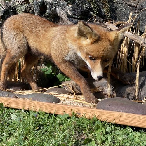 Null Renarde rousse (vulpes vulpes) parmi les blés et papillon, naturalisés, sou&hellip;