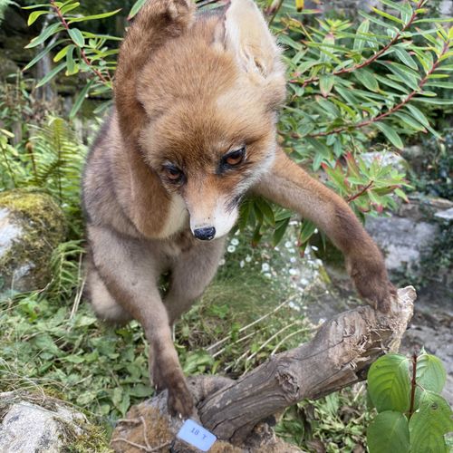 Null Renardeau roux (vulpes vulpes) se grattant l'oreille, naturalisé sur branch&hellip;
