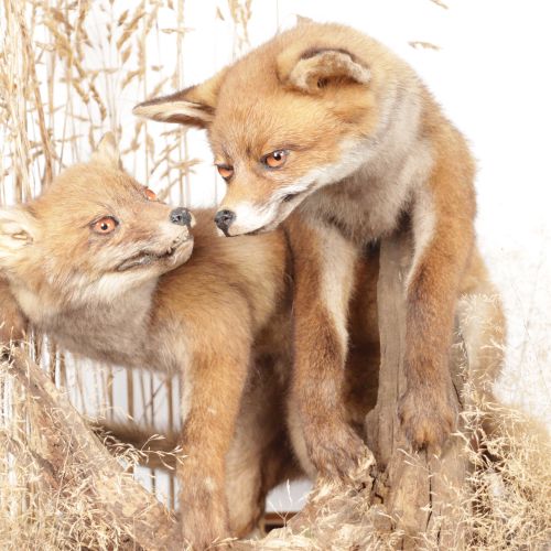 Null Couple de renardeaux roux (vulpes vulpes) face à face, natralisés, sous vit&hellip;