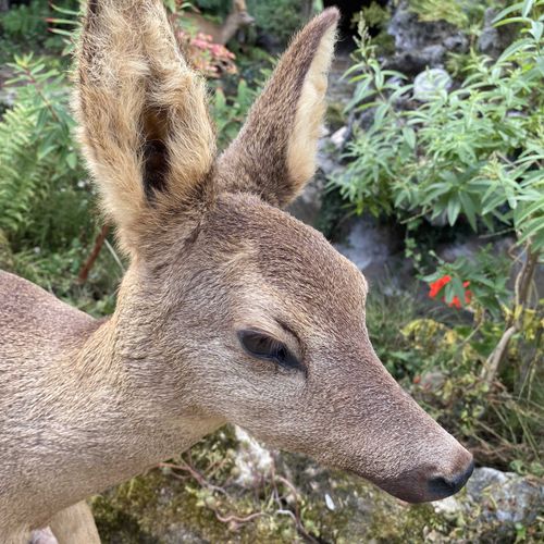 Null Chevrette d'Europe (capreolus capreolus) naturalisée sur souche de pin. H :&hellip;