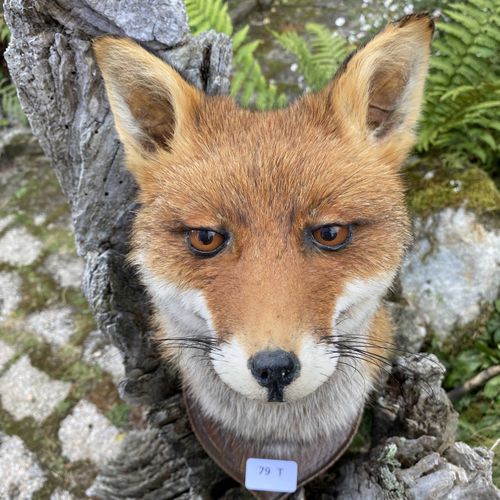 Null Tête de renard roux (vulpes vulpes) sur écusson, naturalisée. H : 25 cm env&hellip;