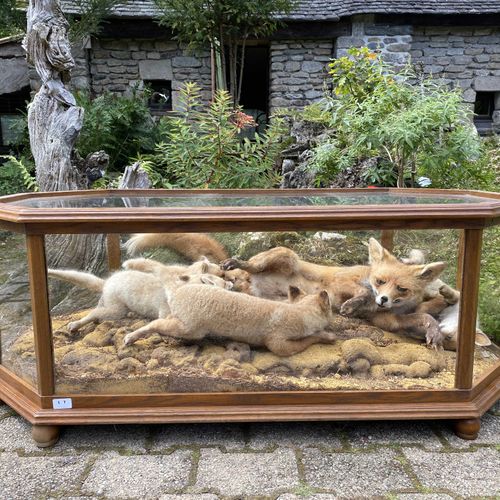 Null Diorama formant table basse, présentant une famille de renards roux (vulpes&hellip;
