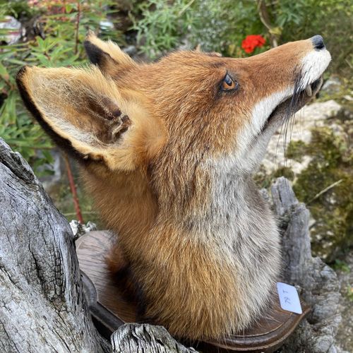 Null Tête de renard roux (vulpes vulpes) sur écusson, naturalisée. H : 25 cm env&hellip;