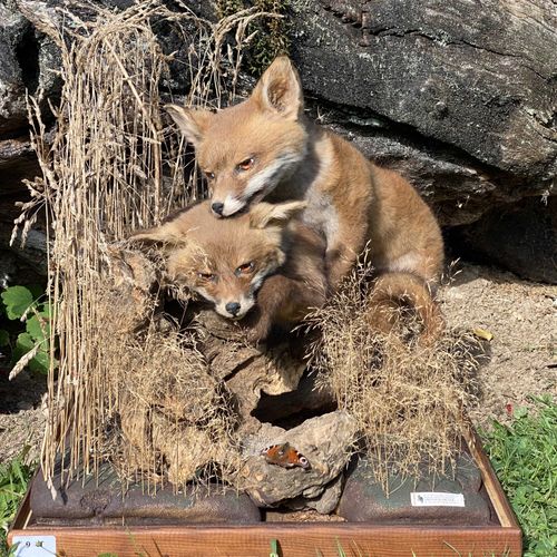 Null Couple de jeunes renardeaux roux (vulpes vulpes) naturalisés, sous vitrine &hellip;