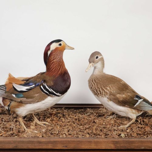 Null Couple de canards mandarins (aix galericulata) naturalisés. Sous vitrine ve&hellip;