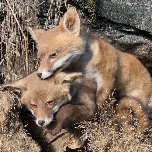 Null Couple de jeunes renardeaux roux (vulpes vulpes) naturalisés, sous vitrine &hellip;