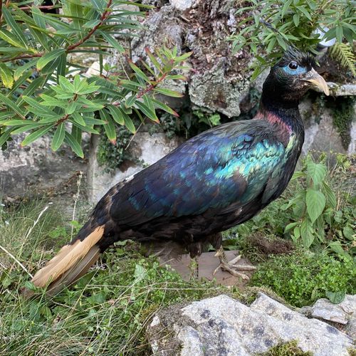 Null Lophofore (lophophorus impejanus) naturalisé (élevage de M. Ronan CALVEZ à &hellip;