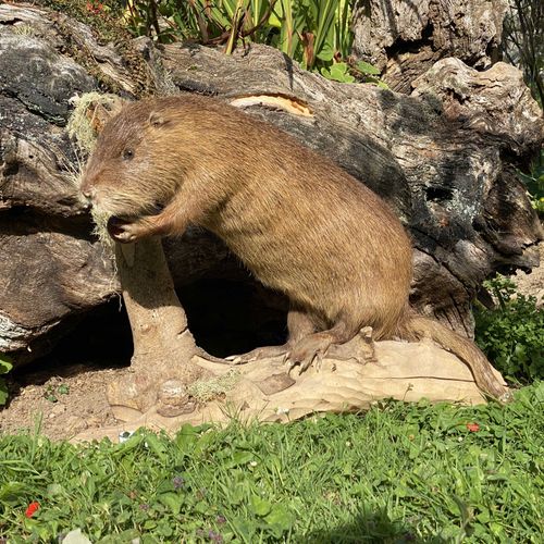 Null Ragondin (myocastor coypus) naturalisé sur branche, retenant une pomme. Hau&hellip;