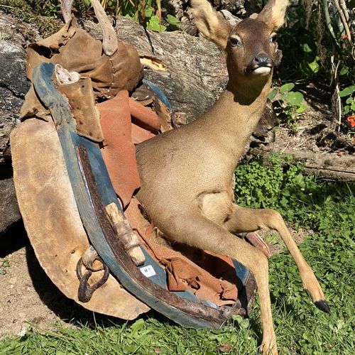 Null Avant de chevrette (capreolus capreolus) naturalisée, dans écusson collier.&hellip;