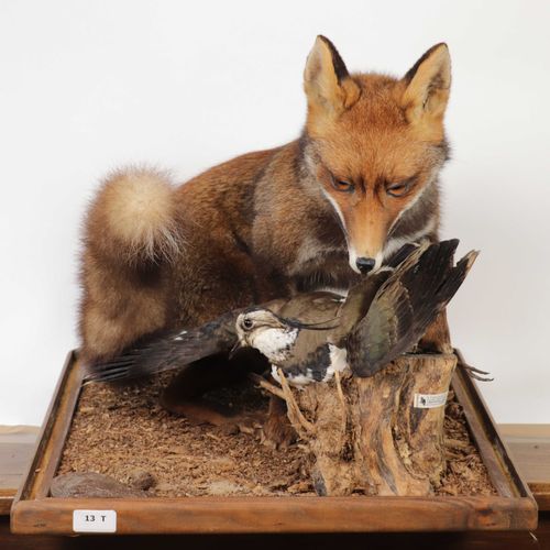 Null Renarde rousse (vulpes vulpes) avec son vanneau huppé, naturalisés, vitrine&hellip;